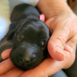Flat-Coated Retriever puppies from Chantal Kennel FCR's raised by Josie LeBalch