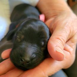 Flat-Coated Retriever puppies from Chantal Kennel FCR's raised by Josie LeBalch