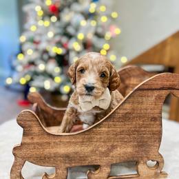 Rafiki - Red  male Goldendoodle puppy in Sulphur, Louisiana from Curly Q’s Of Carlyss