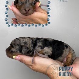 Capri - Merle female Cavapoo puppy in Pleasant Grove, Utah from Puppy Buddy USA