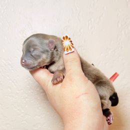 Ollie - Chocolate and tan male Pomeranian puppy in Phoenix, Arizona from Luxpomz