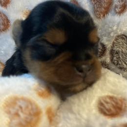 Morgan - Blue and gold male Yorkshire Terrier puppy in Brooksville, Florida from York Girl’s Pups