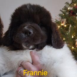 Frannie - White and brown female Newfoundland puppy in Honey Grove, Pennsylvania from Heinrich Family Newfoundlands