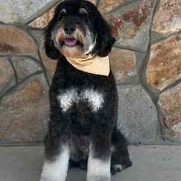 Honky Tonk - Australian Labradoodle