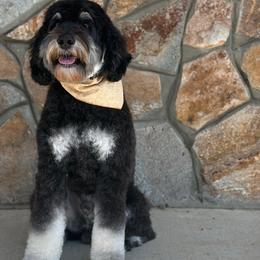 Honky Tonk - Australian Labradoodle