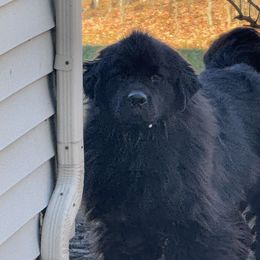 Enzo - Black male Newfoundland puppy in St Cloud, Minnesota from BurningEmbers