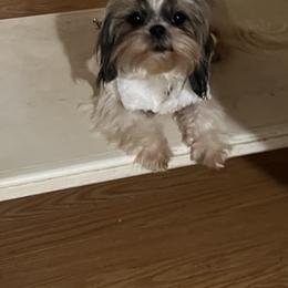 Shih Tzu All Grown Up from Precious Lil Tzus