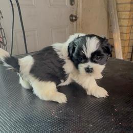 Lord Gregory - Parti male Yorkshire Terrier puppy in Houston, Texas from Little things