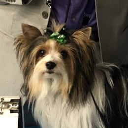 Izzie - Biewer Terrier