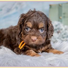 Shrek - Brown and tan male Cockapoo puppy in Connersville, Indiana from Deaz Doodle Ranch