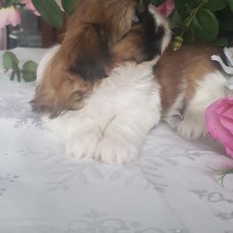French Bulldog and Shih Tzu Puppies from French Bulldogs Planet
