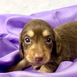 Reba - Chocolate and cream female Dachshund puppy in Mesquite, Texas from AB Dachshund