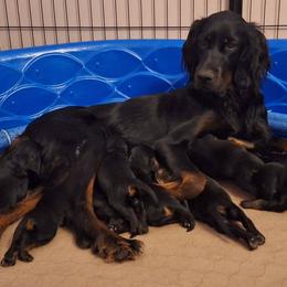 Gordon Setters from Northernlights Gordon Setters