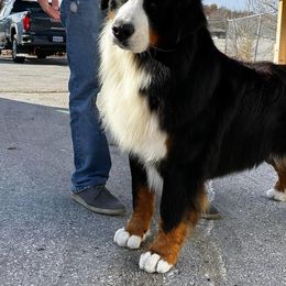 Bernese Mountain Dog and Golden Retriever All Grown Up from Gold Point Pups