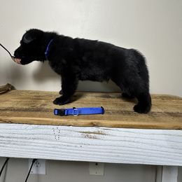 German Shepherd Puppies from Carbon Bold K9 Services