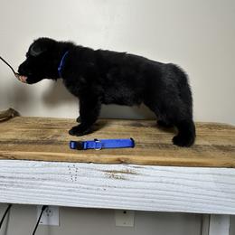 German Shepherd Puppies from Carbon Bold K9 Services