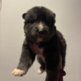 Boy 3 - Black tan and white male Siberian Husky puppy in Pelham, Alabama from Tails & Belles Dog Breeding