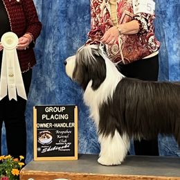 Landon - Bearded Collie