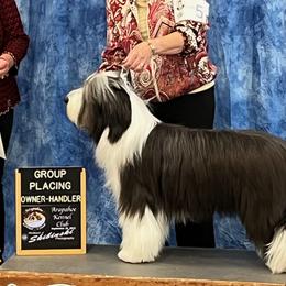 Landon - Bearded Collie