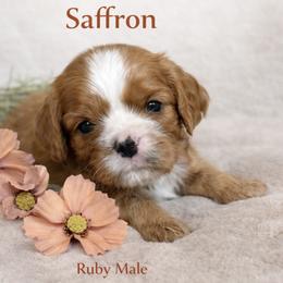 Saffron - Ruby male Cavalier King Charles Spaniel puppy in Chino Valley, Arizona from Copper Cliff Cavaliers
