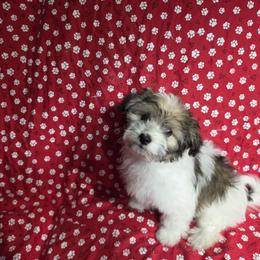 Havanese All Grown Up from Melissa Adams