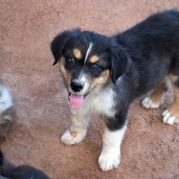 Wash - Black tri-color female Australian Shepherd puppy in San Tan Valley, Arizona from Mott Ranch - Blazin' Sun Aussies