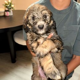 Green - Phantom male Bernedoodle puppy in Moreno Valley, California from Ayy_Doodles