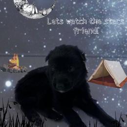 German Shepherd Puppies from Devon Rugerio's German Shepherds