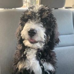 Bernedoodles from Ferro Family Doodles