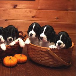 English Springer Spaniels from RedDoor English Springer Spaniels