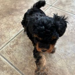 AKC tri phantom boy - Phantom male Poodle puppy in Maricopa, Arizona from La Petite poodle