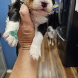 Blake - Black tri male Miniature Australian Shepherd puppy in Dunnellon, Florida from Ever After Mini Aussies