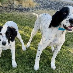 English Setter Puppies from Steens Mountain Setters