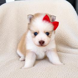 Mia - Red and white female Pomsky puppy in Grass Valley, California from Karalot Pomskies