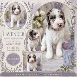 Lavender - Parti female Goldendoodle puppy in Macclenny, Florida from Baker County Goldendoodles