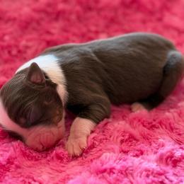 Female 1 - Red tri female Miniature Australian Shepherd puppy in Turner, Maine from Bear Pond Aussies / Leonbergers of Maine