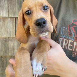 Black Boy - Orange male Pointer puppy in Olympia, Washington from Birdsboro Pointers