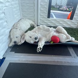 Golden Retriever Puppies from Huckaby’s English Golden Retrievers