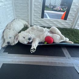 Golden Retriever Puppies from Huckaby’s English Golden Retrievers
