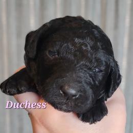 Duchess (Pink Collar) - Black female Goldendoodle puppy in Scurry, Texas from 07 Seven Oaks Goldens and Doodles
