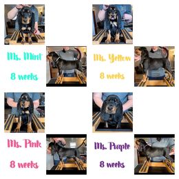 Black and Tan Coonhound Puppies from Toodaloo Coonhounds