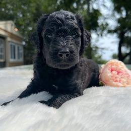 Fern - Black female Goldendoodle puppy in Osage City, Kansas from Golden Ridge Goldens