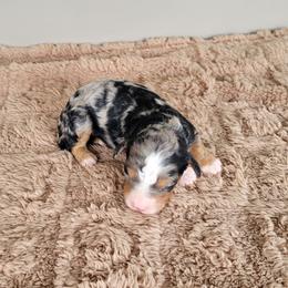 Cosmo - Blue merle male Bernedoodle puppy in East Earl, Pennsylvania from Mountainside Puppies