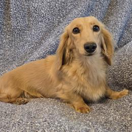 Vanilla Bean - Cream female Dachshund puppy in Newalla, Oklahoma from Roughstock Border Collies and Dachshunds