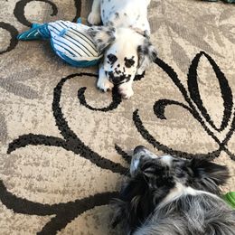 Dalmatian Puppies from Speckled Spots Dalmatians