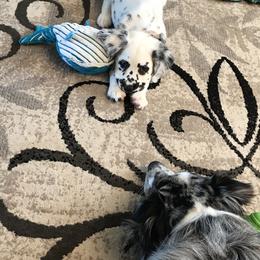 Dalmatian Puppies from Speckled Spots Dalmatians