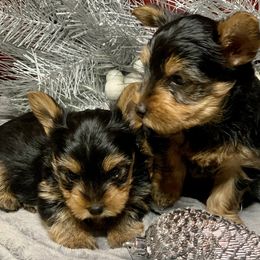 Yorkshire Terrier Puppies from YorkiStars