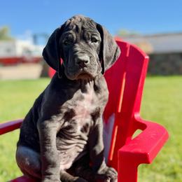 Cheese - Black female Great Dane puppy in Grand Junction, Colorado from Top Brackett Danes