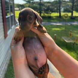 Red - Red male Dachshund puppy in Marinette/Green Bay, Wisconsin from Incahoots Smooth and Wirehaired Dachshunds