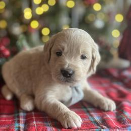 Blitzen - Cream male Goldendoodle puppy in The Woodlands, Texas from Gracie's Goldendoodles and Bernedoodles